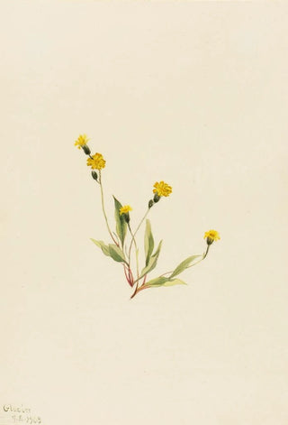 Mary Vaux Walcott - Heieracium gracile.webp