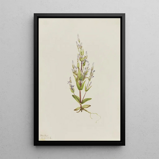 Mary Vaux Walcott - Ladder Gentian Gentiana acuta.webp