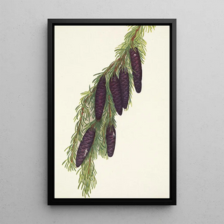 Mary Vaux Walcott - Mountain Hemlock Psuga mertensiana.webp