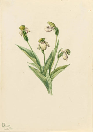 Mary Vaux Walcott - Northern Ladys Slipper Cypripedium passerinum.webp