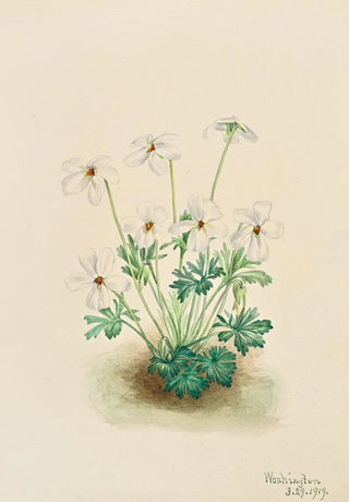 Mary Vaux Walcott - Pansy Violet Viola pedata.webp