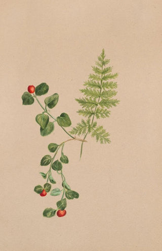 Mary Vaux Walcott - Partridgeberry Mitchella repens.webp