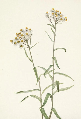 Mary Vaux Walcott - Pearl Everlasting Anaphalis margaritacea.webp