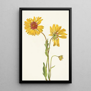 Mary Vaux Walcott - Perennial Gaillardia Gaillardia aristata.webp