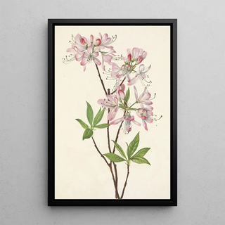 Mary Vaux Walcott - Pinkshell Azalea Azalea vaseyi.webp