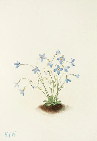 Mary Vaux Walcott - Quakerladies Houstonia caerulea.webp