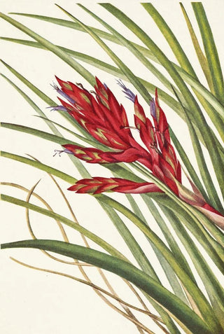Mary Vaux Walcott - Quillleaf Tillandsia Pillandsia fasciculata.webp