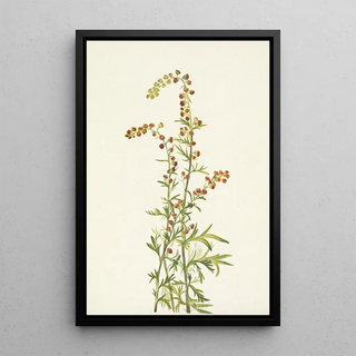 Mary Vaux Walcott - Rock Wormwood Artemisia discolor.webp