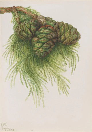 Mary Vaux Walcott - Sequoia Sequoia gigantea.webp