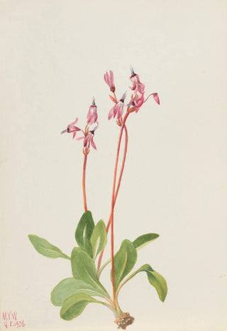Mary Vaux Walcott - Shooting Star Dodecatheon hendersonii.webp