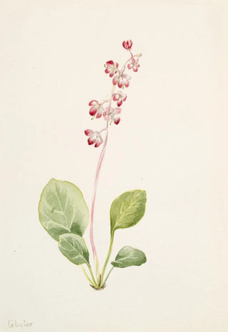 Mary Vaux Walcott - Showy Pyrolla Pyrola asarifolia.webp