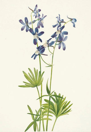 Mary Vaux Walcott - Slim Larkspur Delphinium depauperatum.webp