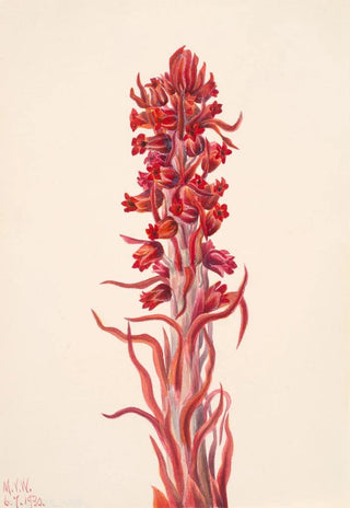 Mary Vaux Walcott - Snow Plant Sarcodes sanguinea.webp