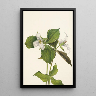 Mary Vaux Walcott - Snow Trillium Trillium grandiflorum.webp