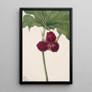 Mary Vaux Walcott - Sweet Trillium Trillium vasyi.webp