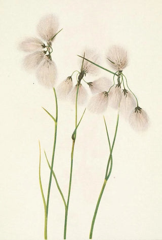 Mary Vaux Walcott - Tassel Cottongrass Eriophorum angustifolium.webp