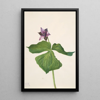 Mary Vaux Walcott - Trillium erectum.webp