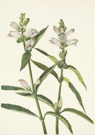 Mary Vaux Walcott - Turtlehead Chelone glabra.webp