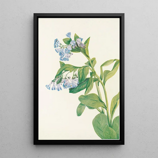 Mary Vaux Walcott - Virginia Bluebells Mertensia virginica.webp