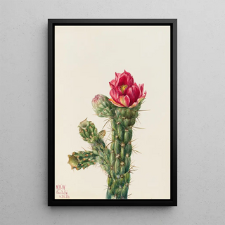 Mary Vaux Walcott - Walkingstick Cholla Opuntia imbricata.webp