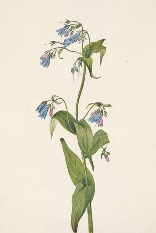 Mary Vaux Walcott - Western Bluebells Mertensia paniculata.webp