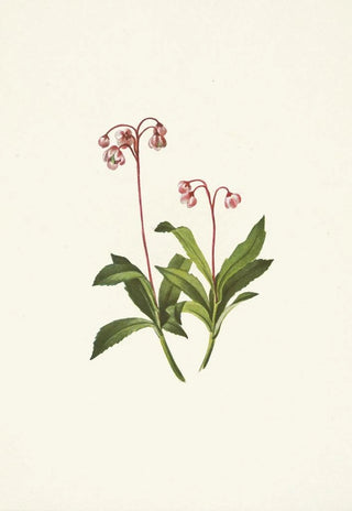 Mary Vaux Walcott - Western Pipsissewa Chimaphila umbellata var occidentalis.webp