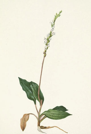 Mary Vaux Walcott - Western Rattlesnakeplantain Peramium decipiens.webp