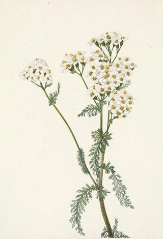 Mary Vaux Walcott - Western Yarrow Achillea lanulosa.webp