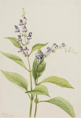 Mary Vaux Walcott - Wood Skullcap Scutellaria serrata.webp