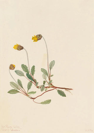 Mary Vaux Walcott - Yellow Dryad Dryas drummondii.webp