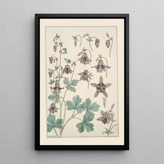 Maurice Pillard Verneuil - Ancolie.webp