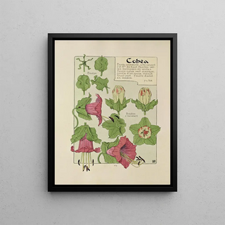 Maurice Pillard Verneuil - Cobea.webp