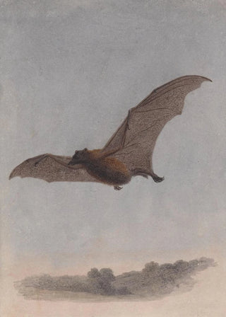 Samuel Howitt - Study of a Vampire Bat.webp