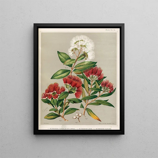 Sarah Featon - 1 Metrosideros florida and Seed Capsule 2 Metrosideros lucida 3 Metrosideros albiflora Plate 35.webp