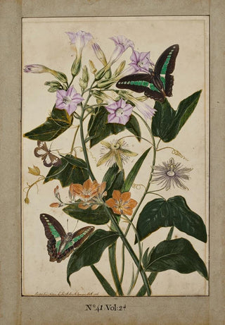 Thomas Robins The Younger - A botanical study of redfruited passion flowers Virginia tobacco plant and ixia with swallowtail butterflies.webp