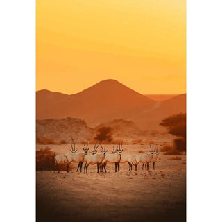 Tirage photo nature : La Symphonie du désert