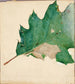 Studie av Oligocentra lignicolor Walker för boken Concealing Coloration in the Animal Kingdom - Abbott Handerson Thayer — vy av konstverket