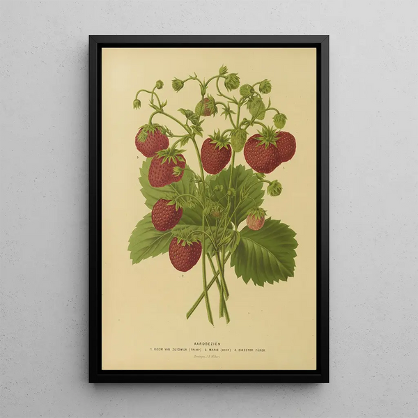 Abraham Jacobus Wendel - Nederlandsche flora en pomona Pl02.webp
