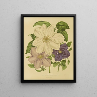 Abraham Jacobus Wendel - Nederlandsche flora en pomona Pl12.webp