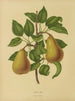 Flore hollandaise et Pomone PL19 - Abraham Jacobus Wendel — vy av konstverket