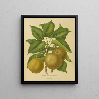 Abraham Jacobus Wendel - Nederlandsche flora en pomona Pl21.webp