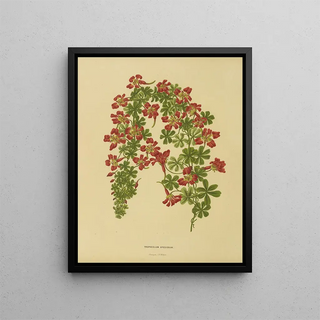 Abraham Jacobus Wendel - Nederlandsche flora en pomona Pl22.webp