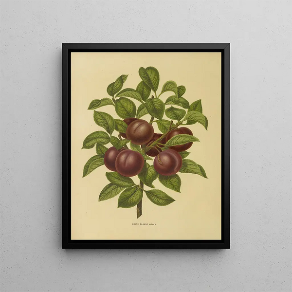 Abraham Jacobus Wendel - Nederlandsche flora en pomona Pl24.webp