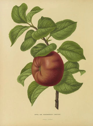 Abraham Jacobus Wendel - Nederlandsche flora en pomona Pl29.webp