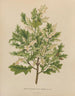 Flore hollandaise et Pomone PL40 - Abraham Jacobus Wendel — vy av konstverket