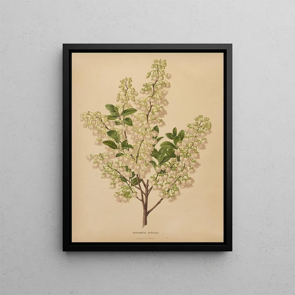 Abraham Jacobus Wendel - Nederlandsche flora en pomona Pl61.webp