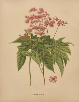 Abraham Jacobus Wendel - Nederlandsche flora en pomona Pl62.webp