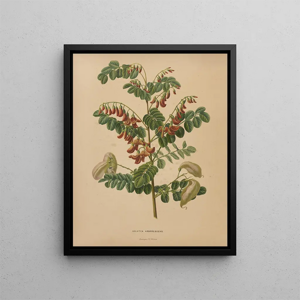 Abraham Jacobus Wendel - Nederlandsche flora en pomona Pl73.webp
