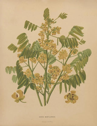 Abraham Jacobus Wendel - Nederlandsche flora en pomona Pl78.webp