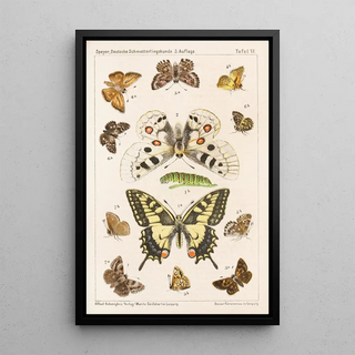 Adolf Speyer - Deutsche Schmetterlingskunde fr Anfnger Nebst einer Anleitung zum Sammeln Pl05.webp